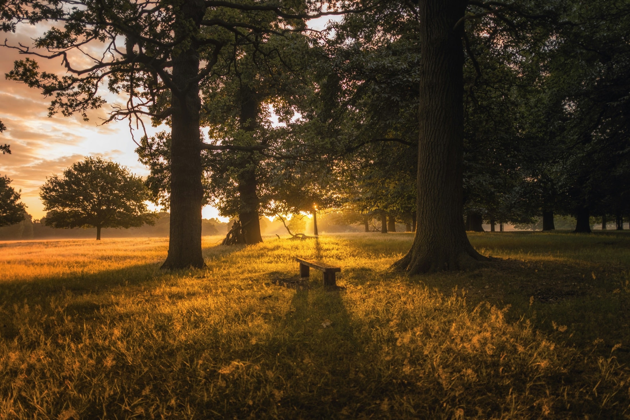 Zacht zonlicht tussen bomen als herkenningsbeeld voor Ontvang Jouw Lichtreis
